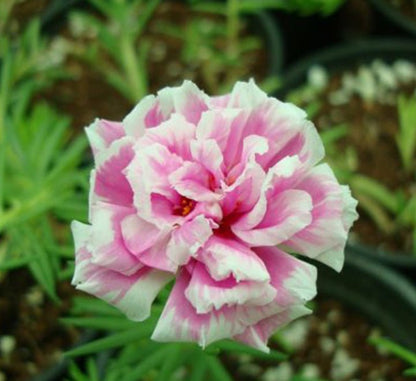 Portulaca Grandiflora "Hanging" Rose Moss - Greensouq - 