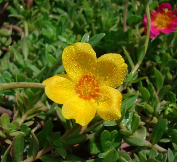 Portulaca Grandiflora "Hanging" Rose Moss - Greensouq - 