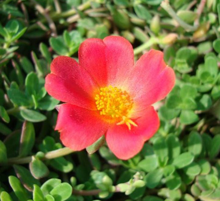 Hanging Wingpod Purslane | Portulaca Umbraticola "Hanging" Wingpod purslane - Greensouq -