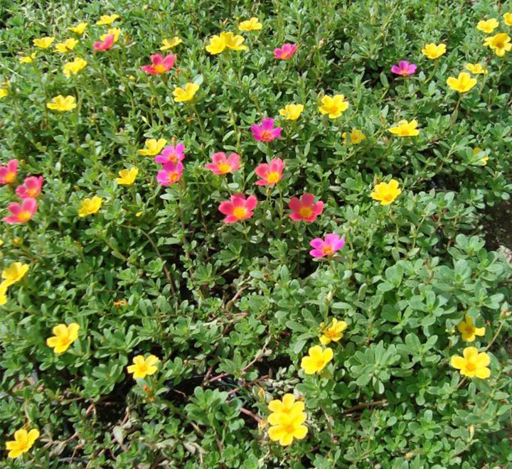 Hanging Wingpod Purslane | Portulaca Umbraticola "Hanging" Wingpod purslane - Greensouq -