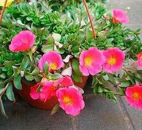 Hanging Wingpod Purslane | Portulaca Umbraticola "Hanging" Wingpod purslane - Greensouq -