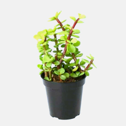 Portulacaria Afra "Elephant Bush" - Greensouq - 