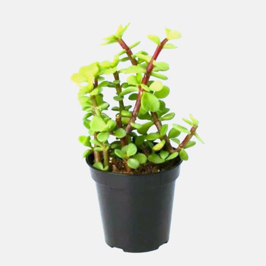 Portulacaria Afra "Elephant Bush" - Greensouq - 