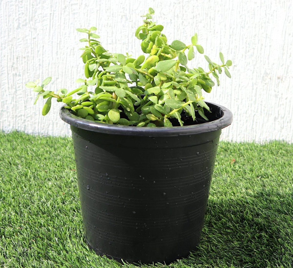 Portulacaria Afra "Elephant Bush" - Greensouq - 