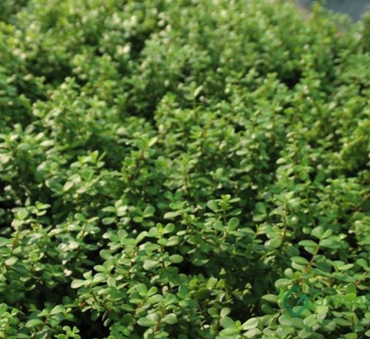 Portulacaria Afra "Elephant Bush" - Greensouq - 