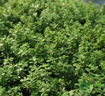 Portulacaria Afra "Elephant Bush" - Greensouq - 