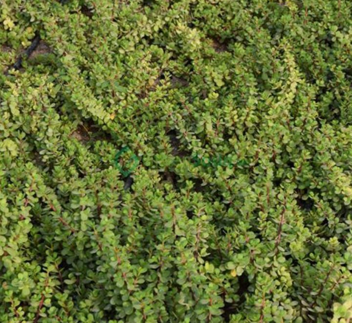 Portulacaria afra Hanging Elephant Bush - Greensouq -
