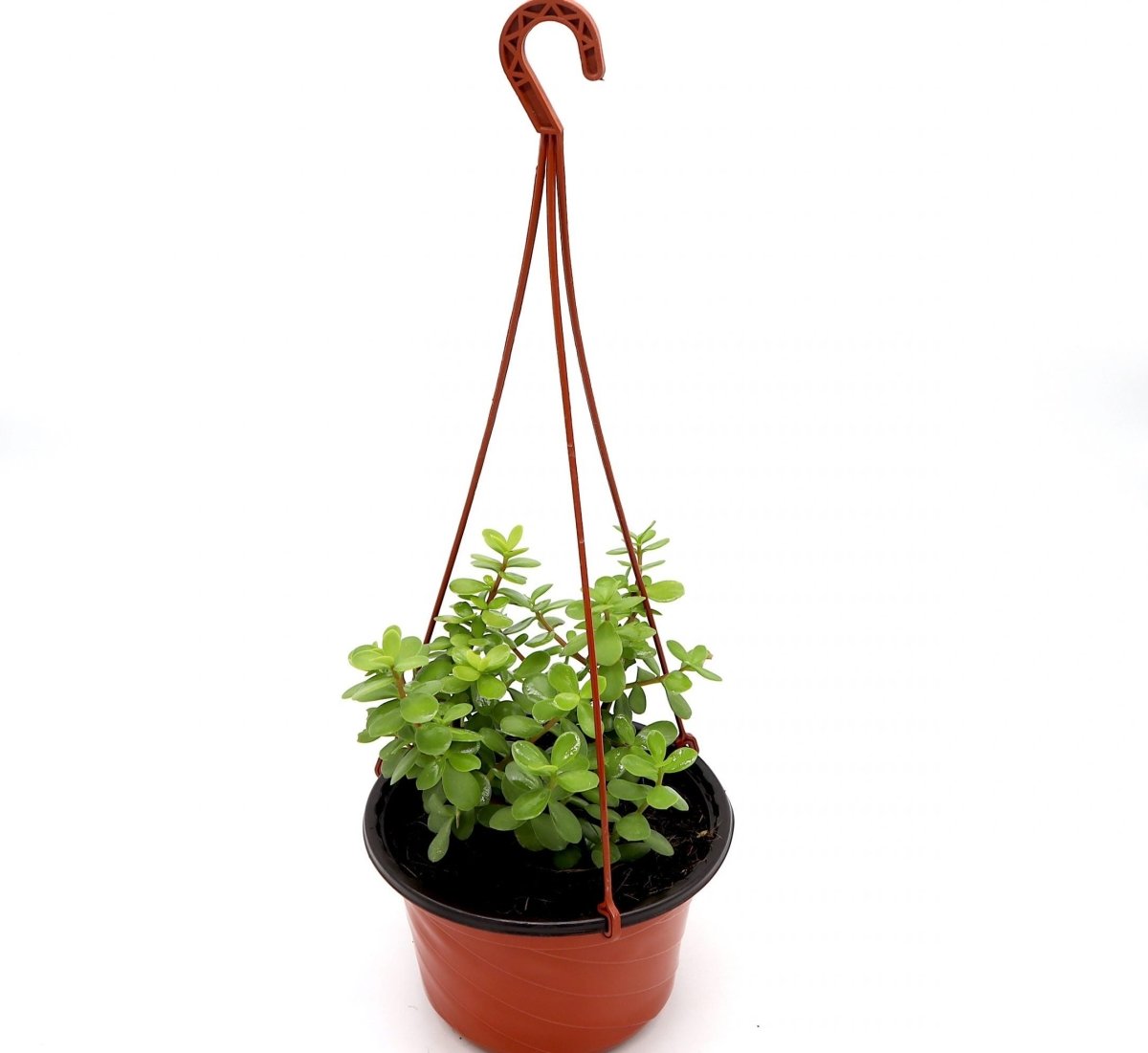 Portulacaria afra Hanging Elephant Bush - Greensouq -