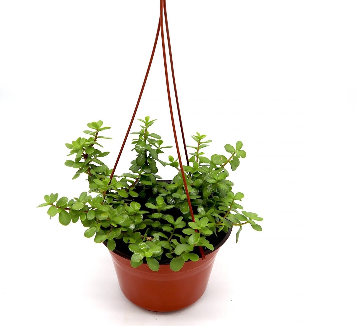 Portulacaria afra Hanging "Elephant Bush" - Greensouq - 