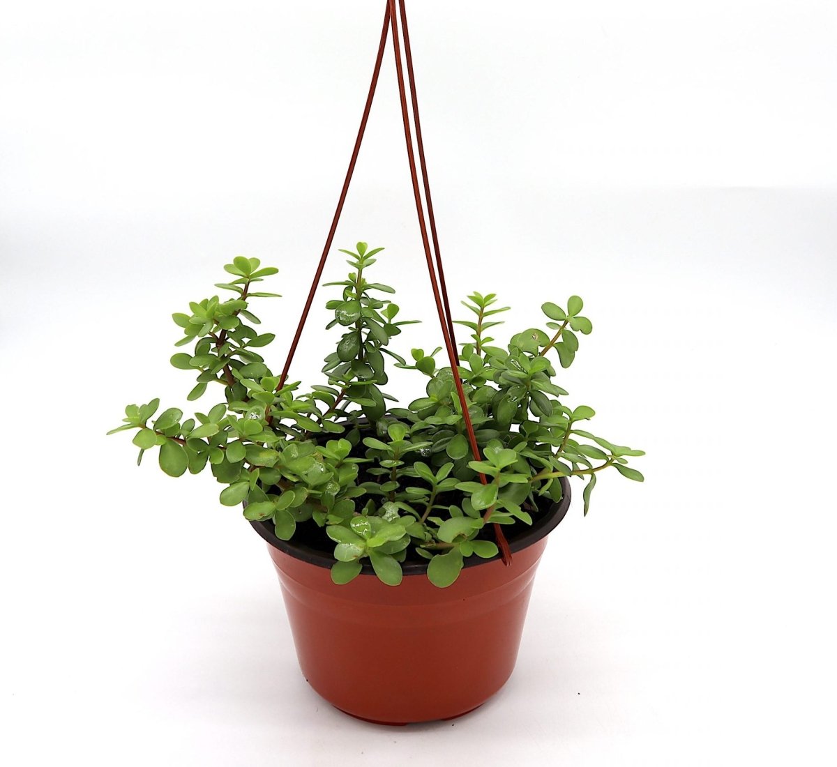 Portulacaria afra Hanging "Elephant Bush" - Greensouq - 