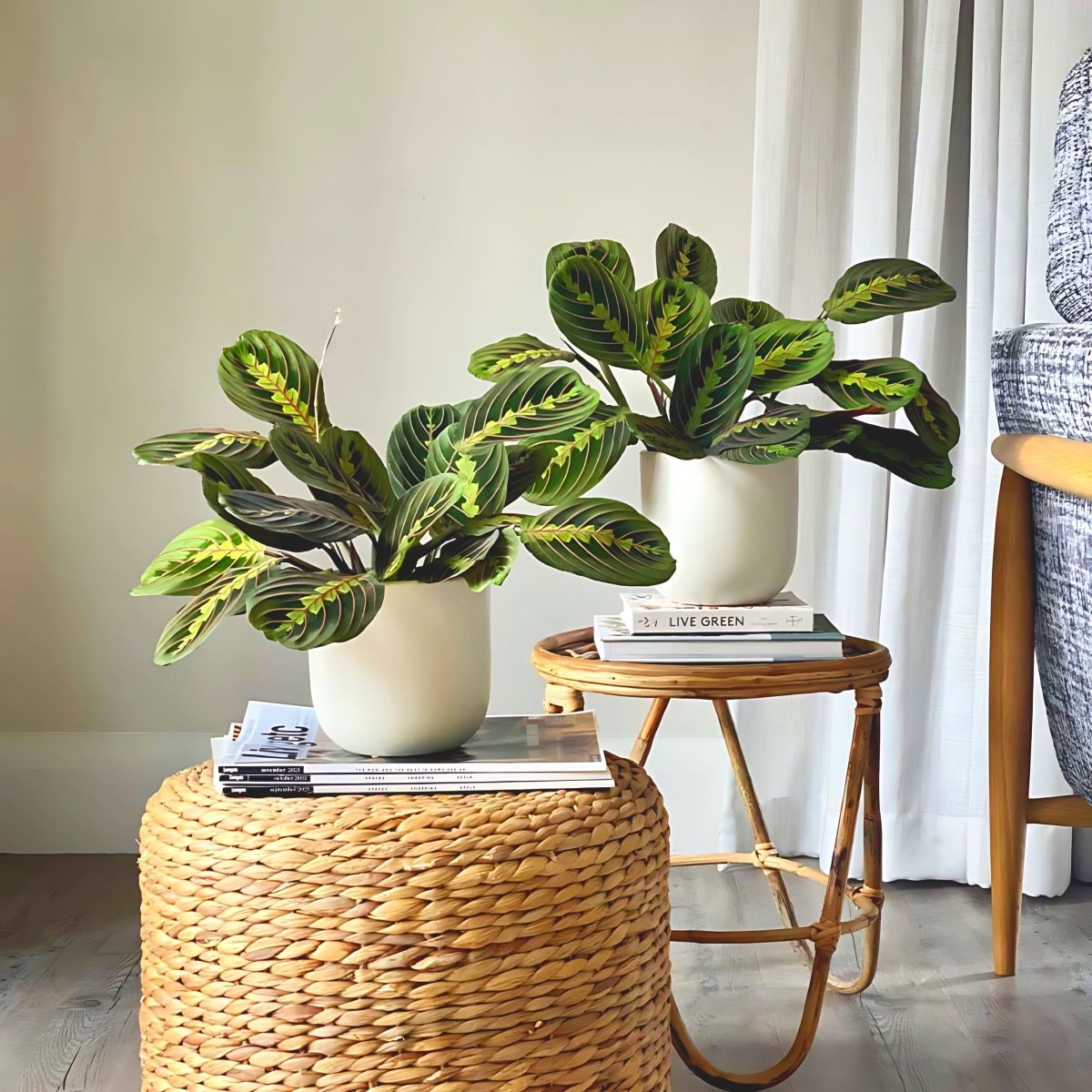 Prayer Plants Bundle - Greensouq - 