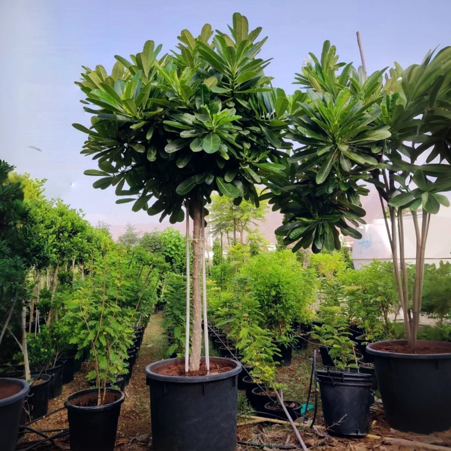 Plumeria Obtusa Frangipani | 2.5-3 Meters | Outdoor Plant