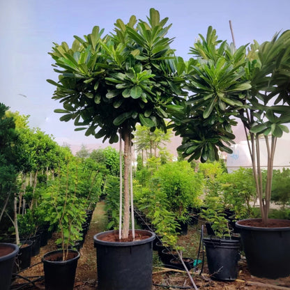 Plumeria Obtusa Frangipani | 2.5-3 Meters | Outdoor Plant