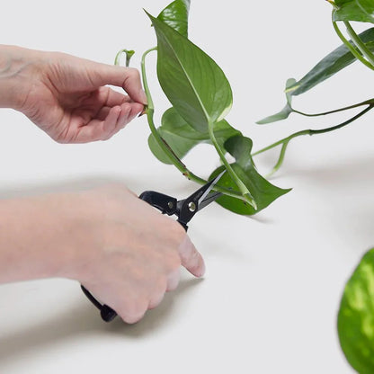 Propagation Plants Set (Pilea 15 - 20cm, Hanging Money Plant 20 - 30cm, Snake Plant 20 - 25cm) - Greensouq - 