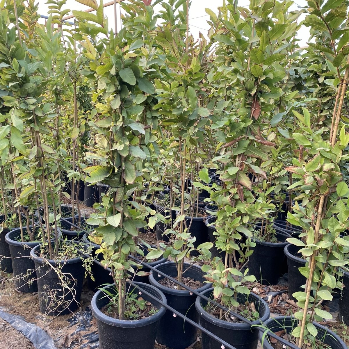 Apple Guava Tree Psidium Guajava - Greensouq -