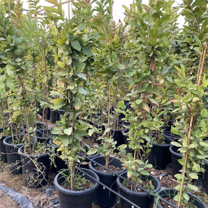 Apple Guava Tree Psidium Guajava - Greensouq -