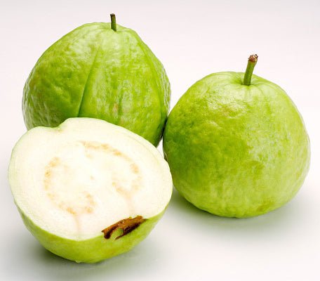 Apple Guava Tree Psidium Guajava - Greensouq -