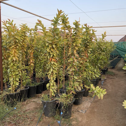 Apple Guava Tree Psidium Guajava - Greensouq -