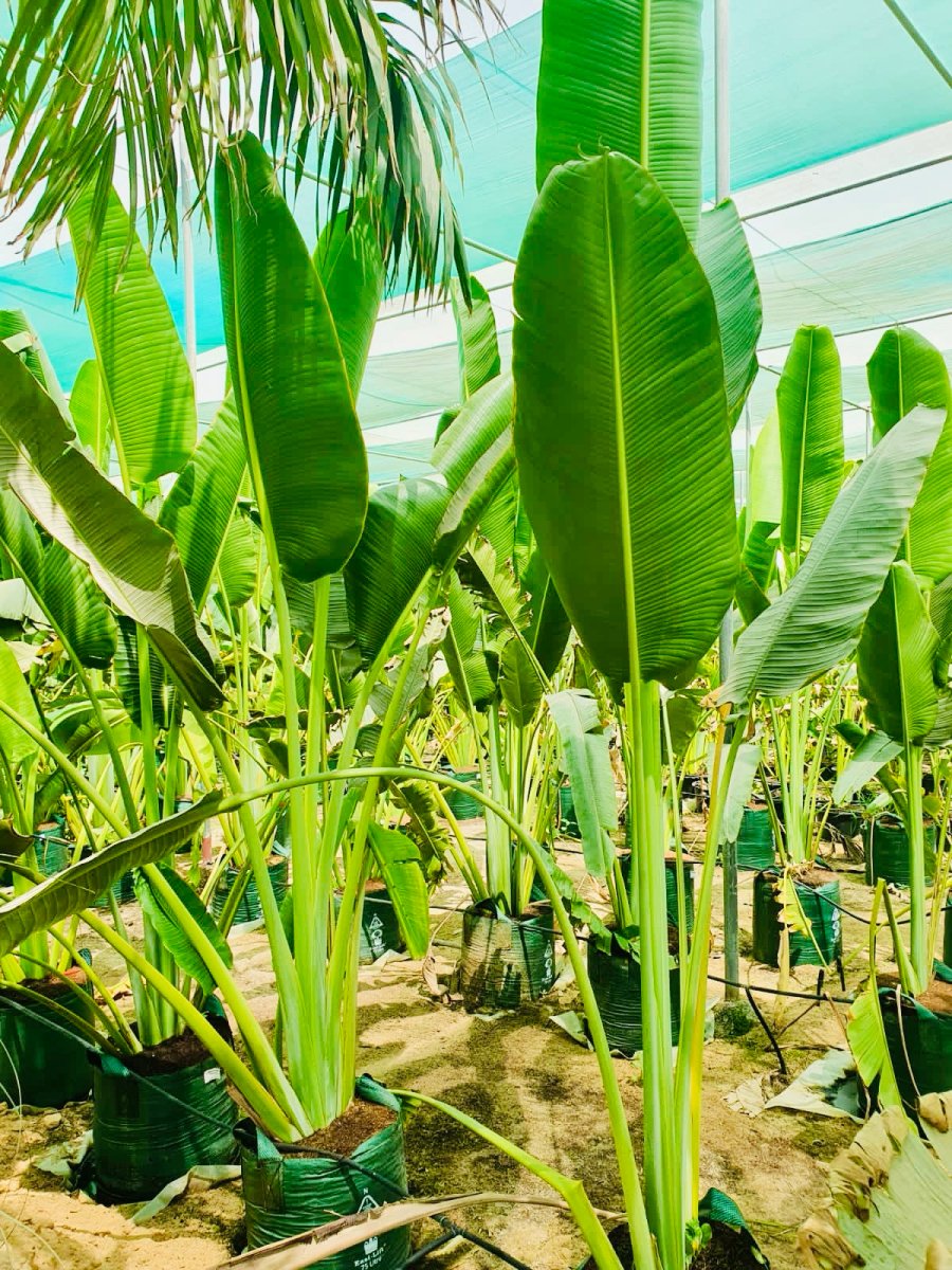 Ravenala Madagascariensis "Traveller's Palm" - Greensouq - 