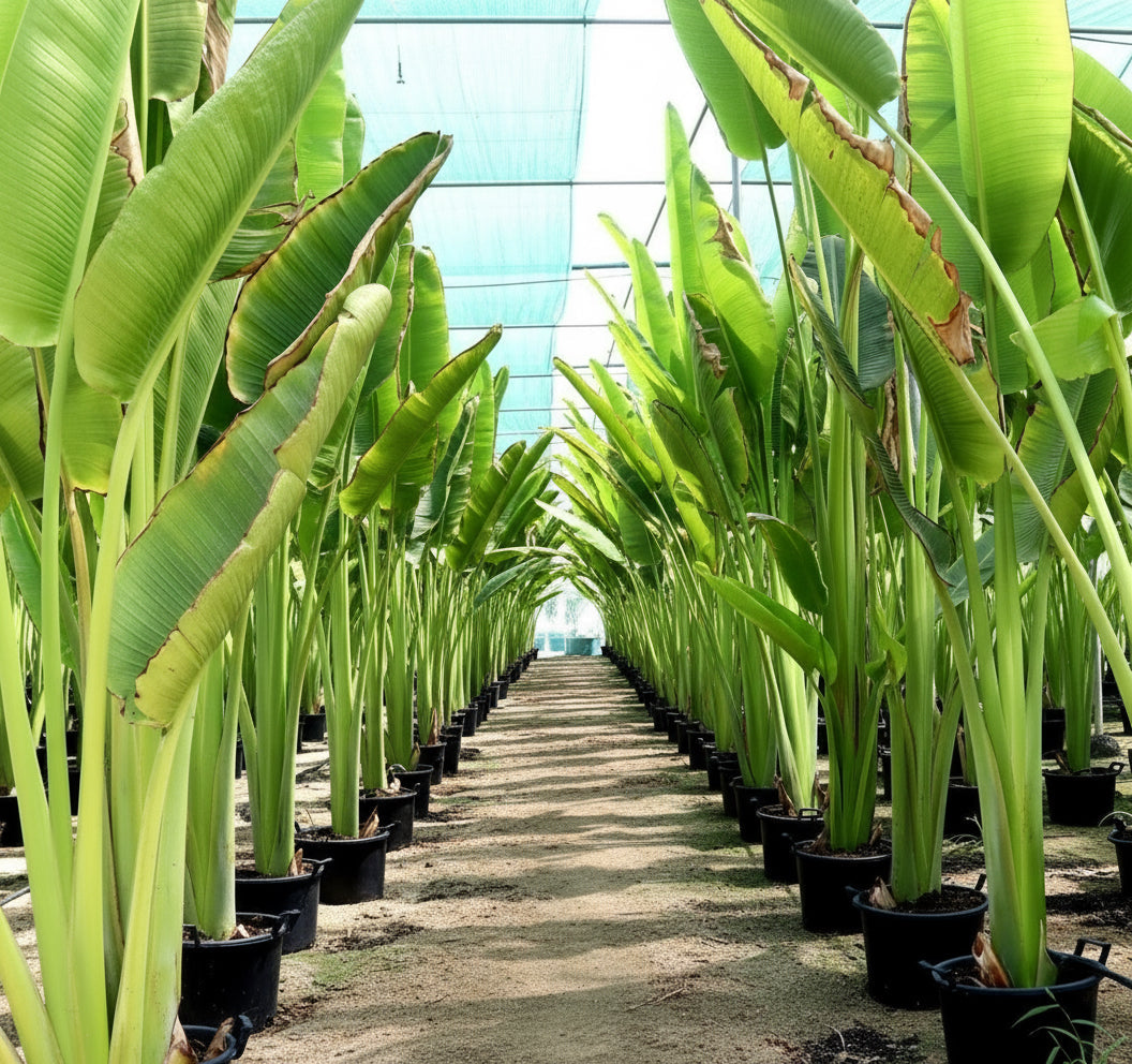 Ravenala Madagascariensis "Traveller's Palm" - Greensouq - 