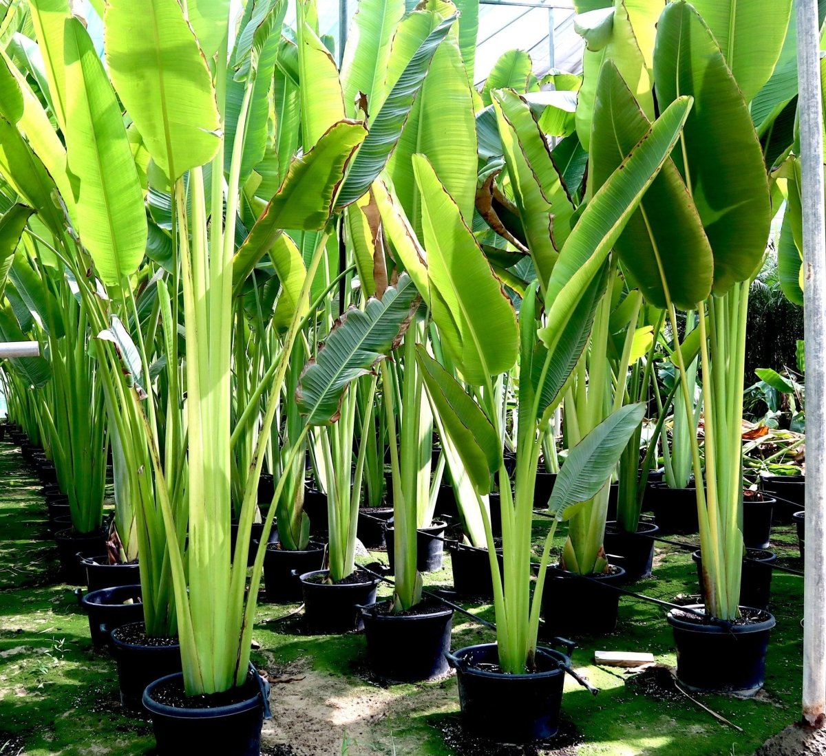 Ravenala Madagascariensis "Traveller's Palm" - Greensouq - 