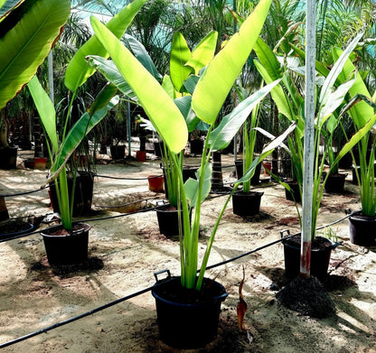 Ravenala Madagascariensis "Traveller's Palm" - Greensouq - 