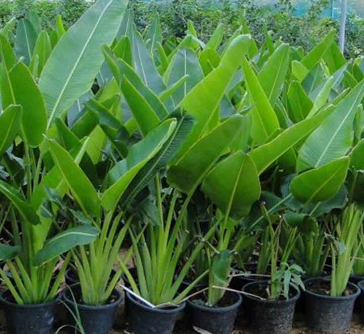 Ravenala Madagascariensis "Traveller's Palm" - Greensouq - 