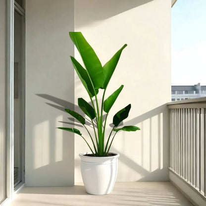 Madagascar Traveller's Palm in Rolled Rim Pot - 1.0-1.3m - Greensouq -