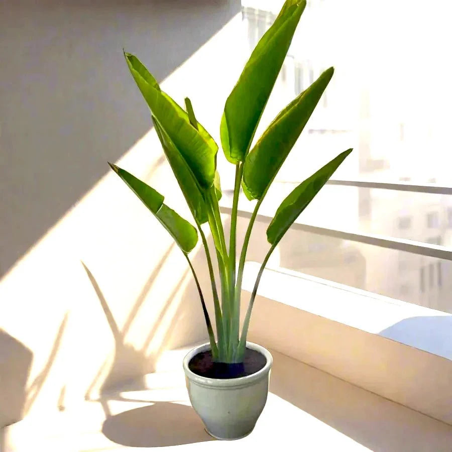 Madagascar Traveller's Palm in Rolled Rim Pot - 1.0-1.3m - Greensouq -