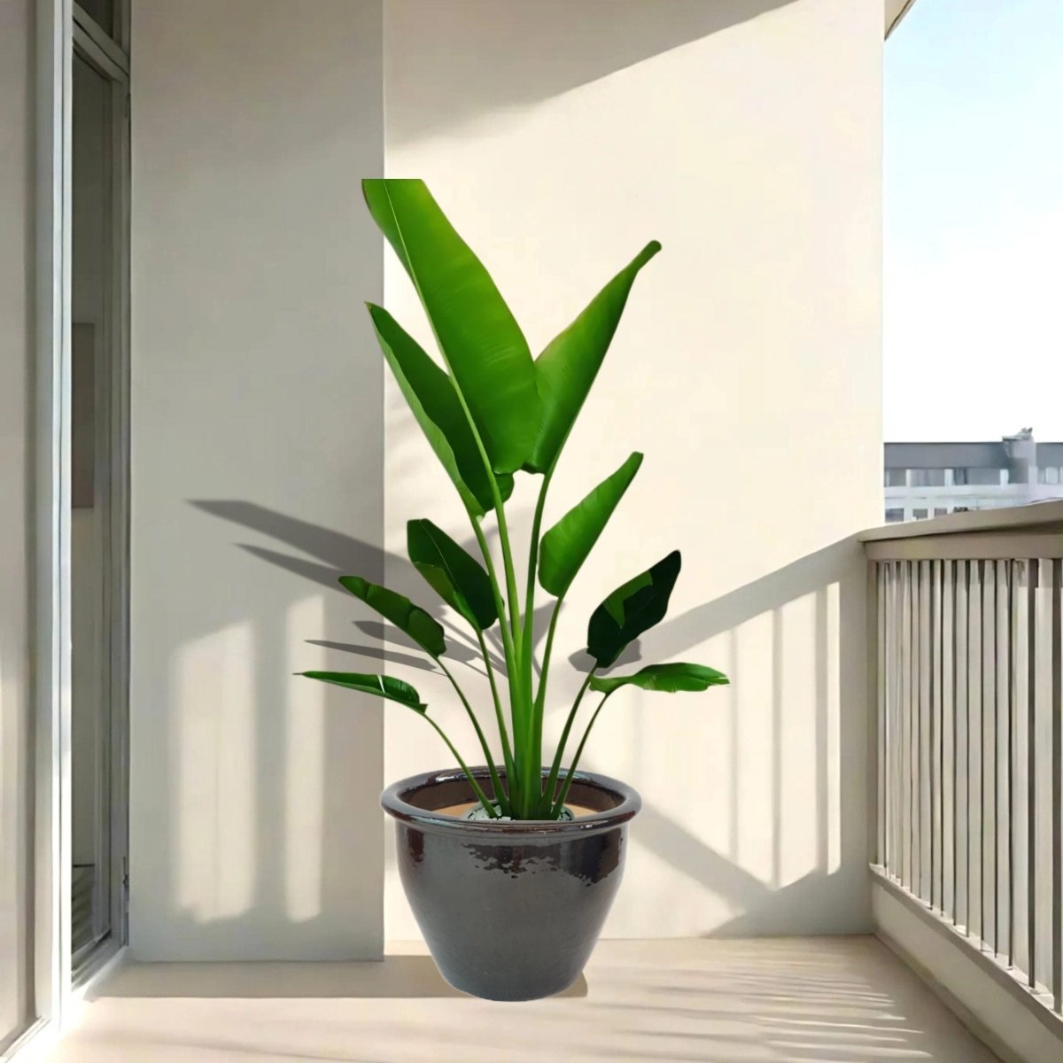 Madagascar Traveller's Palm in Rolled Rim Pot - 1.0-1.3m - Greensouq -