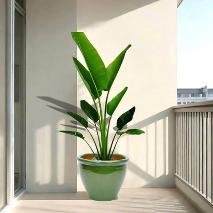 Madagascar Traveller's Palm in Rolled Rim Pot - 1.0-1.3m - Greensouq -