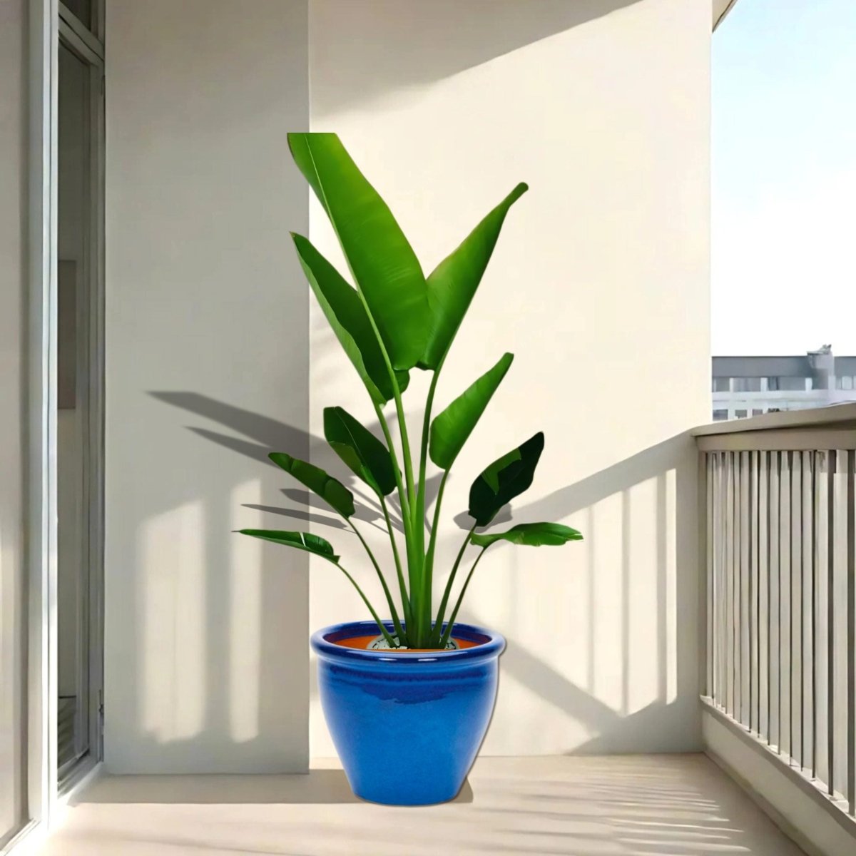 Madagascar Traveller's Palm in Rolled Rim Pot - 1.0-1.3m - Greensouq -