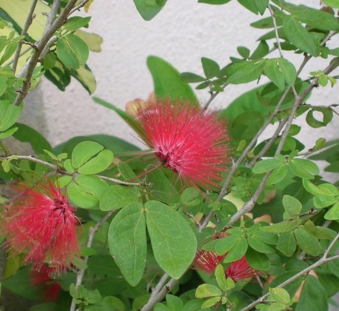 Red Powder Puff Plant "Calliandra Haematocephala Hassk" 0.7 - 0.8m - Greensouq -
