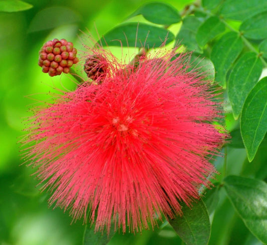 Red Powder Puff  Plant"Calliandra Haematocephala Hassk" 0.7 - 0.8m - Greensouq -