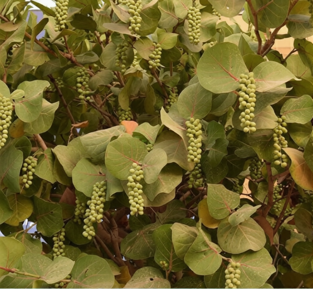Coccoloba Uvifera or Sea Grape