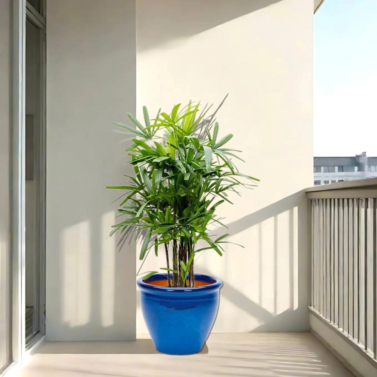 Rhapis Excelsa "Lady Palm سيدة النخيل or Miniature Fan Palm" in Rolled Rim Pot - Greensouq - 