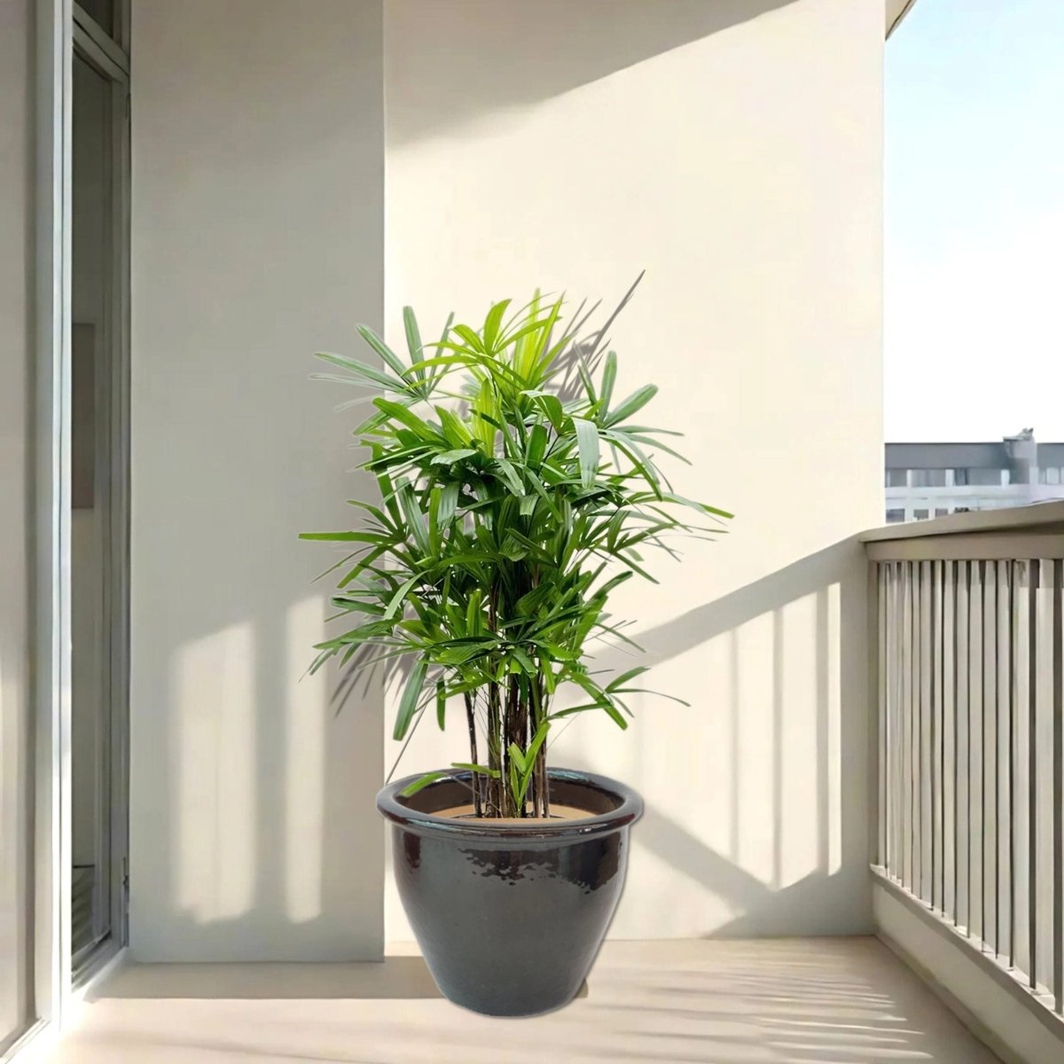 Rhapis Excelsa "Lady Palm سيدة النخيل or Miniature Fan Palm" in Rolled Rim Pot - Greensouq - 