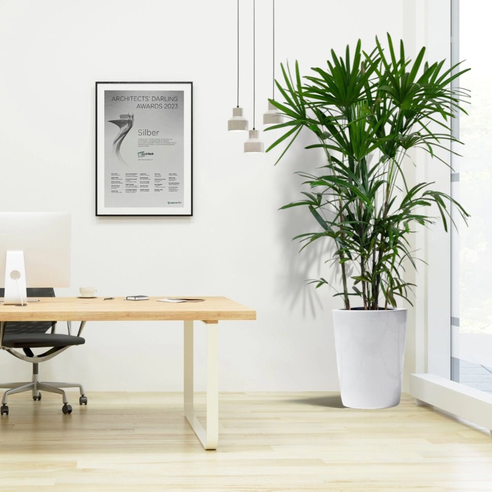 Rhapis Excelsa "Lady Palm سيدة النخيل or Miniature Fan Palm" Office Plant - Greensouq - 