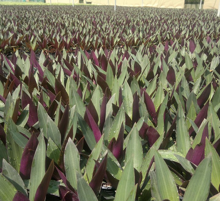 Rhoeo Discolor or Moses - in - the - Cradle - Greensouq - 