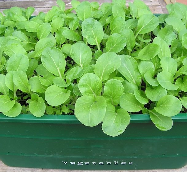 Agrimax Rocca Seeds - Greensouq -