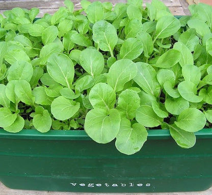 Agrimax Rocca Seeds - Greensouq -