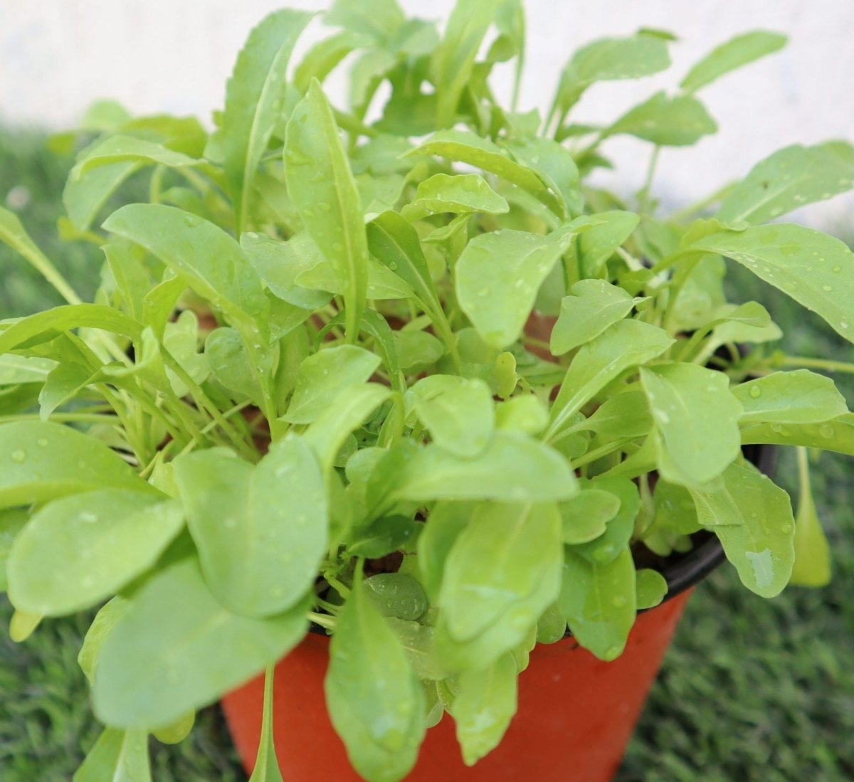 Rocula Organic "Eruca sativa" Plant - Greensouq - 
