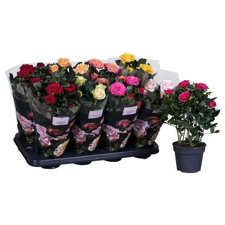 Rose Plant Indoor 20 – 30cm - Greensouq - 
