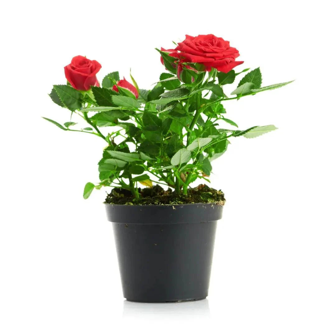 Rose Plant (outdoor) - Greensouq - 