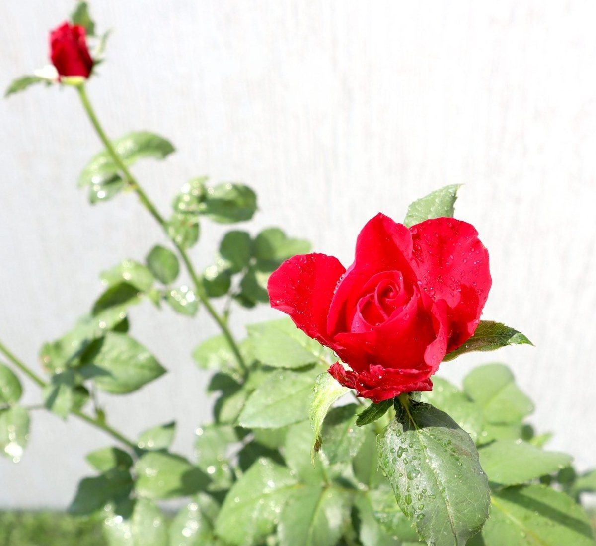 Rose Plant (outdoor) - Greensouq - 