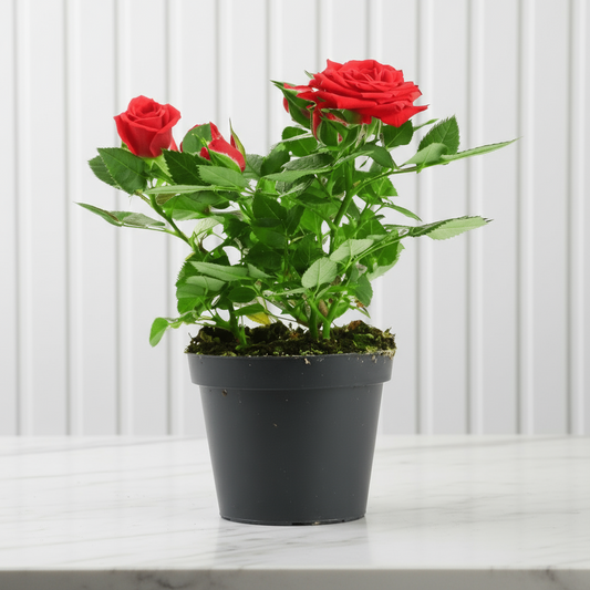 Rose Plant (outdoor) - Greensouq - 