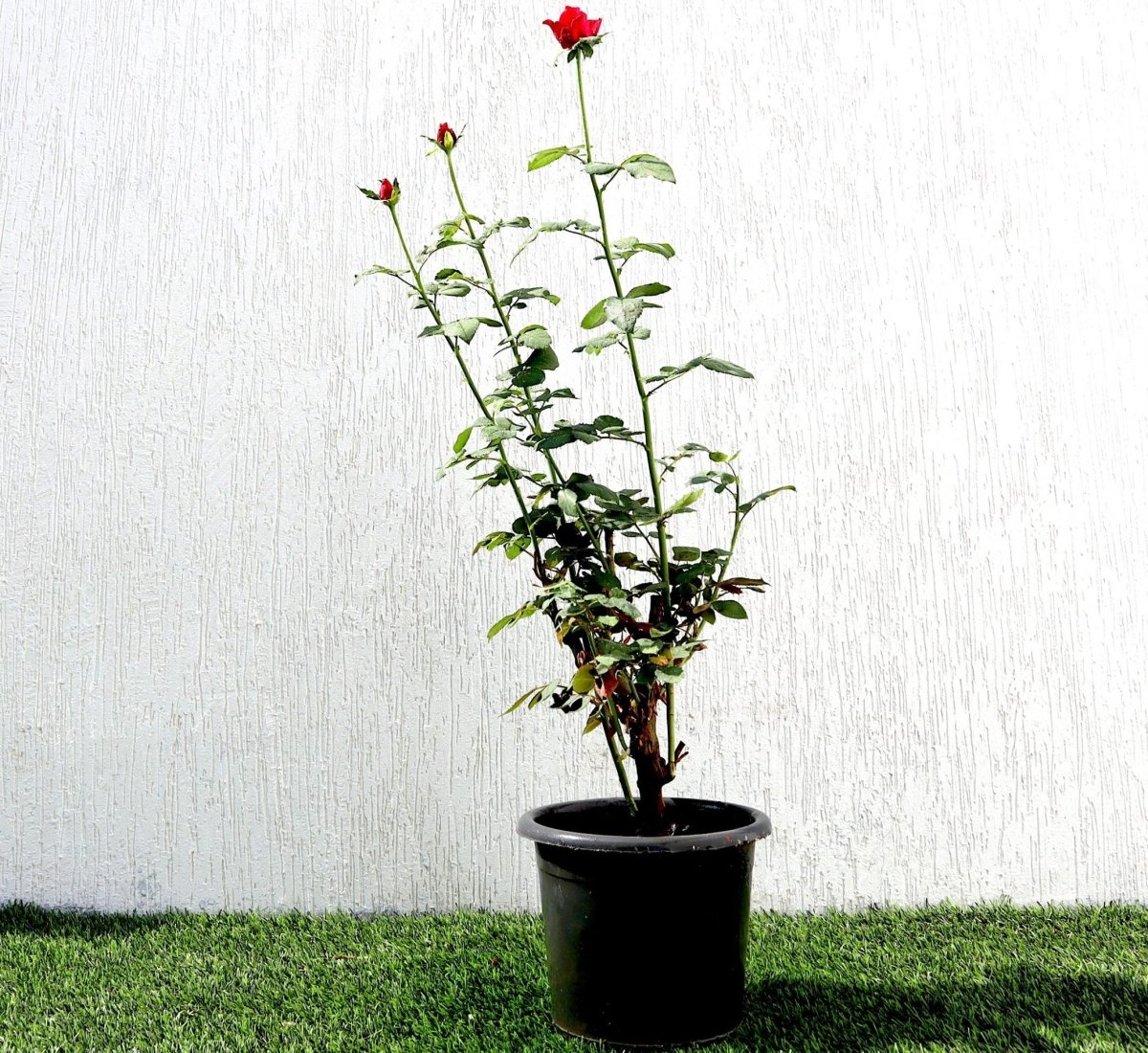 Rose Plant (outdoor) - Greensouq - 
