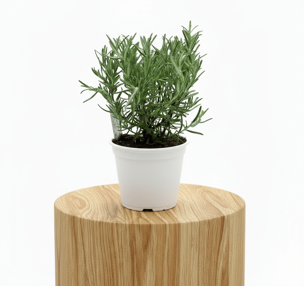 Rosemary Herb Indoor "Rosmarinus Officialis" - Greensouq - 