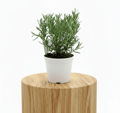 Rosemary Herb Indoor "Rosmarinus Officialis" - Greensouq - 