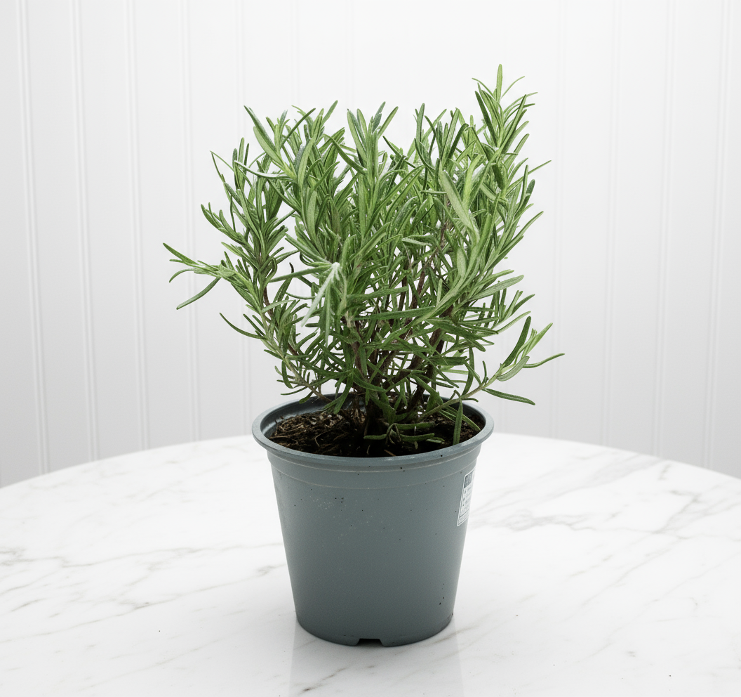 Rosemary Herb Indoor "Rosmarinus Officialis" - Greensouq - 